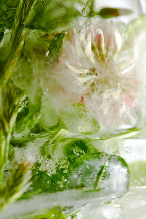 flowers and leaves in the iceの写真素材