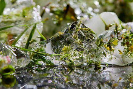 flowers and leaves in the iceの写真素材
