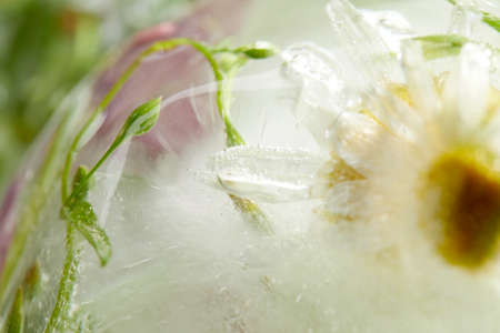 flowers and leaves in the iceの写真素材