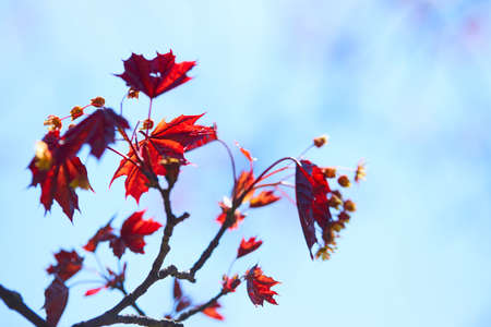 maple leaves over blue skyの写真素材