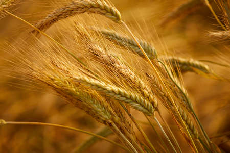 Ripe wheat field, organic farmの写真素材