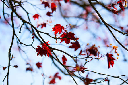 maple leaves over blue skyの写真素材