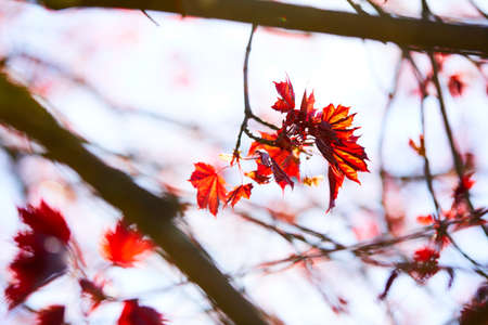maple leaves over blue skyの写真素材