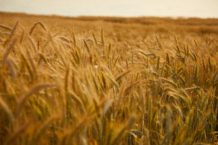Ripe wheat field, organic farmの写真素材