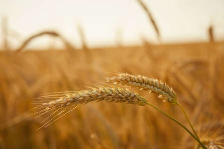 Ripe wheat field, organic farmの写真素材