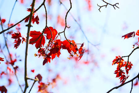 maple leaves over blue skyの写真素材