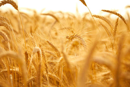 Ripe wheat field, organic farmの写真素材
