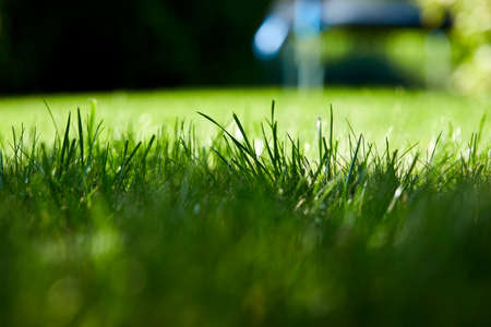 beautiful nature background. Fresh grass scene and dew in morning time.の写真素材
