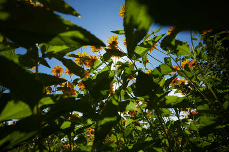 yellow flowers over blue skyの写真素材