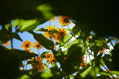 yellow flowers over blue skyの写真素材