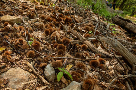 Add to Likebox Landscapes with lot of chestnut treeの写真素材