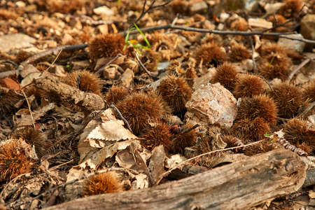 Add to Likebox Landscapes with lot of chestnut treeの写真素材
