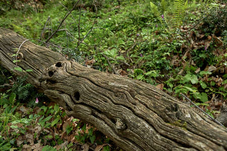 beautiful forest in the Montenegroの写真素材