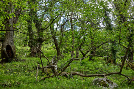 beautiful forest in the Montenegroの写真素材