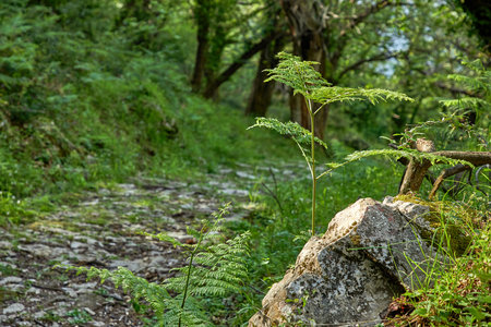beautiful forest in the Montenegroの写真素材