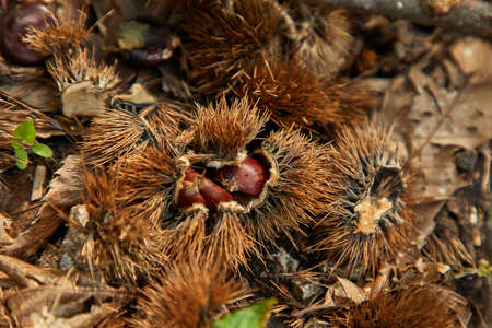 Add to Likebox Landscapes with lot of chestnut treeの写真素材