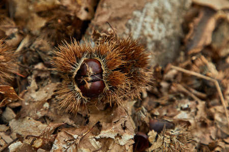 Add to Likebox Landscapes with lot of chestnut treeの写真素材