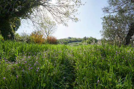 summer meadow with flowersの写真素材