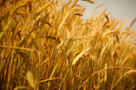 wheatfield. Ears of golden wheat.