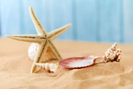 sea shells and pearls on sandの写真素材