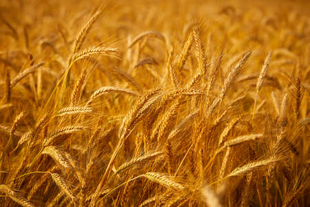 wheatfield. Ears of golden wheat.の写真素材