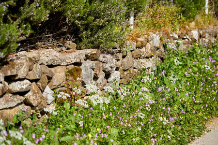 summer meadow with flowersの写真素材