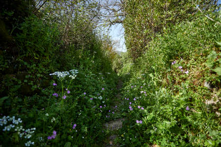 summer meadow with flowersの写真素材