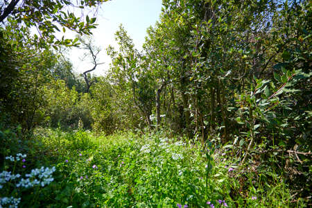 summer meadow with flowersの写真素材