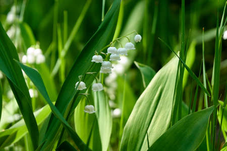 lily of the valleyの写真素材