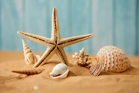 sea shells and pearls on sandの写真素材
