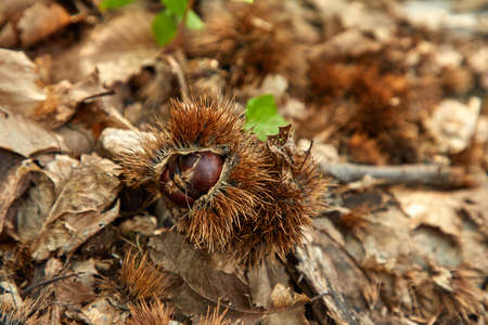 Add to Likebox Landscapes with lot of chestnut treeの写真素材