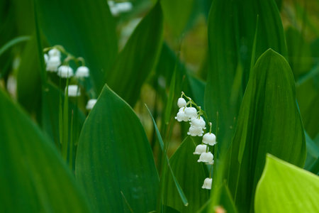 lily of the valleyの写真素材