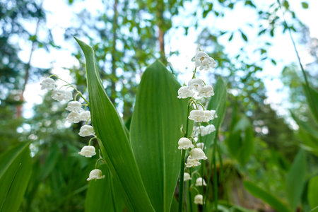 lily of the valleyの写真素材