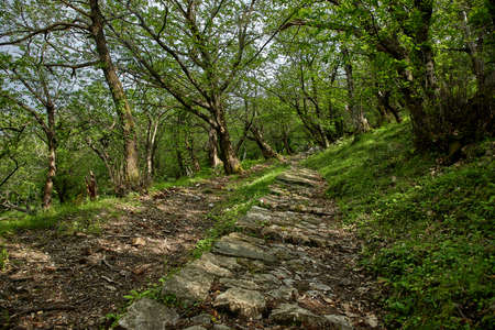 Nice park in Montenegroの写真素材