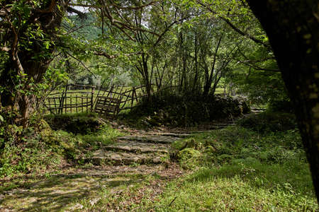 Nice park in Montenegroの写真素材