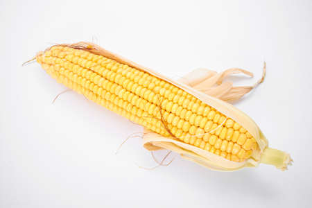 fresh corn on the whiteの写真素材
