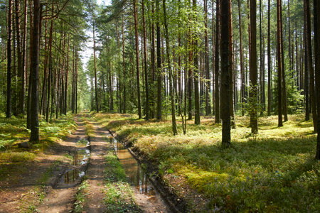 road in the summer forestの写真素材