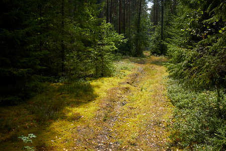 road in the summer forestの写真素材