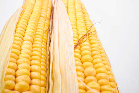 fresh corn on the whiteの写真素材