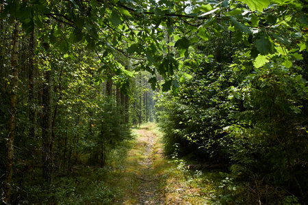 road in the summer forestの写真素材