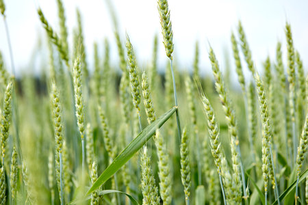 agricultural field with young ears of wheatの写真素材