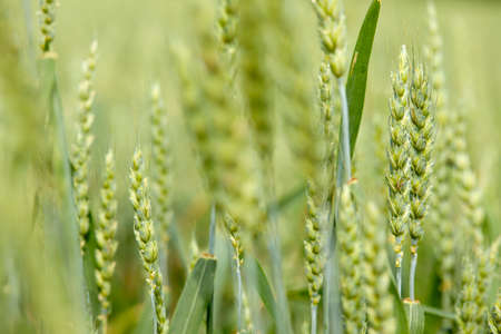 agricultural field with young ears of wheatの写真素材