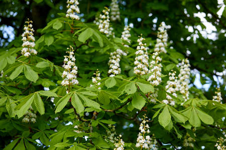 Horse chestnut Aesculus hippocastanum, Conker tree flowersの写真素材