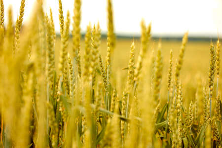 agricultural field with young ears of wheatの写真素材