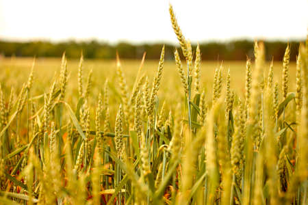 agricultural field with young ears of wheatの写真素材