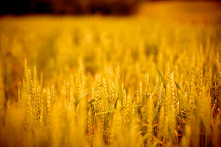 agricultural field with young ears of wheatの写真素材