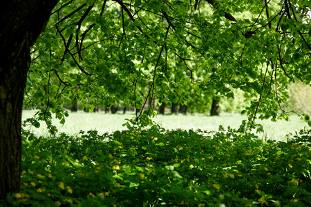 spring park with different plantsの写真素材