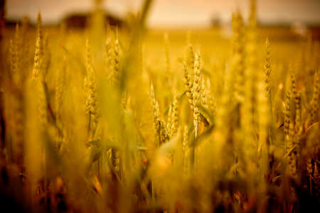 agricultural field with young ears of wheatの写真素材