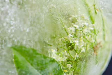 flowers and leaves in the iceの写真素材