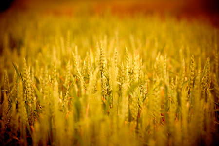 agricultural field with young ears of wheatの写真素材